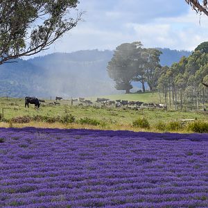 Tasmanian Landscape - Lavender Fields