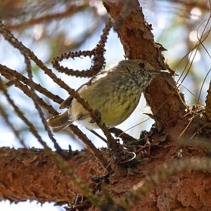 Tasmanian Brown Thornbill