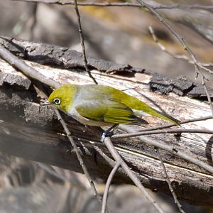 Tasmanian Silvereye