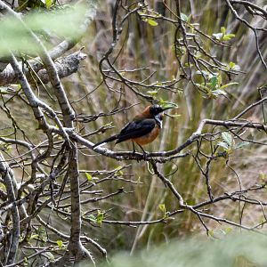 Tasmanian Eastern Spinebill