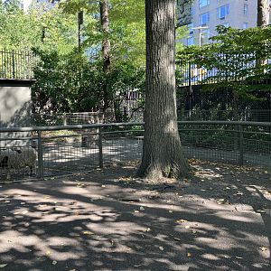 Tisch Children’s Zoo - Domestic Sheep a