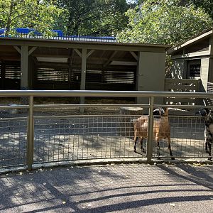 Tisch Children’s Zoo - Domestic Goat Exhibit