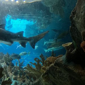 Discovery Bay - Shark Reef
