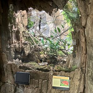 Tropics Trail - Tomato Frog Terrarium