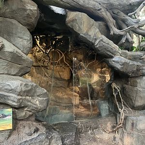 Tropics Trail - African Fruit Bats Exhibit