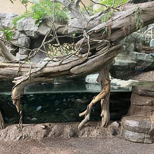 Tropics Trail - West African Dwarf Crocodile Exhibit