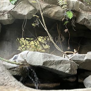 Tropics Trail - African Fruit Bats Exhibit