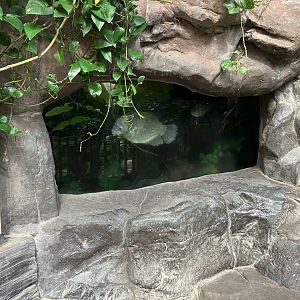 Tropics Trail - Giant Gourami Tank