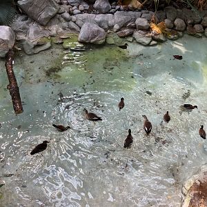 Tropics Trail - Waterfowl Feeding