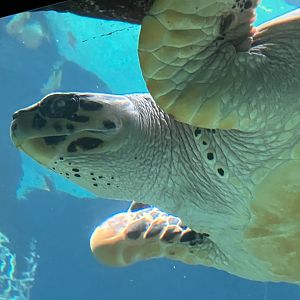 Hawksbill Sea Turtle