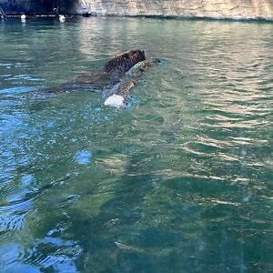 American Beaver with Log