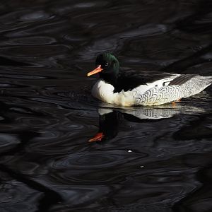 Scaly-Sided Merganser
