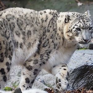 Snow Leopard
