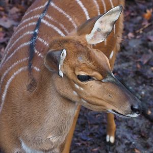 Nyala