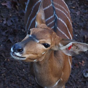 Nyala