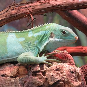 Fijian (Lau) banded iguana