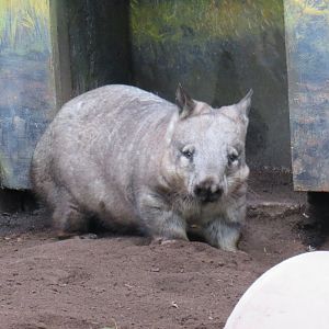 Southern hairy-nosed wombat