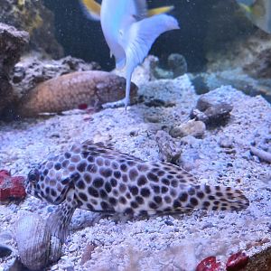 longfin grouper (epinephelus quoyanus)