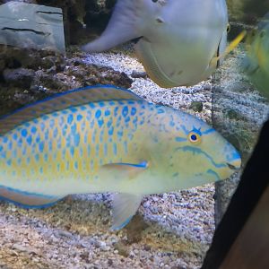 blue-barred parrotfish (scarus ghobban)