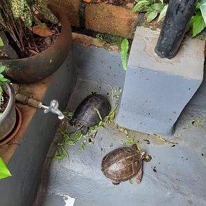 amboina box turtle (cuora amboinensis)