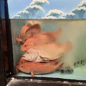 tomato hind (cephalopholis sonnerati)