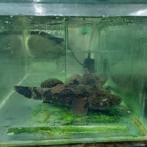 marbled goby (oxyeleotris marmorata)