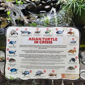 endangered asian turtles signage - 1