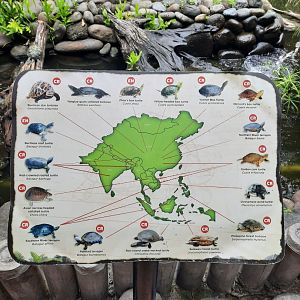 endangered asian turtles signage - 2