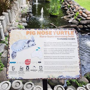 pig-nosed turtle (carettochelys insculpta) exhibit