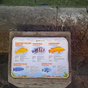 cichlids singnage