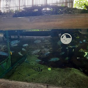 cichlid exhibit