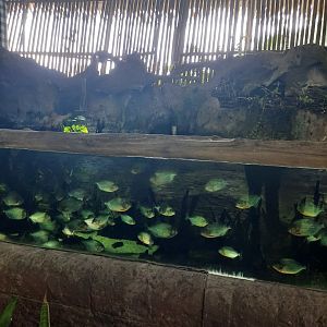 red-bellied piranha (pygocentrus nattereri) exhibit