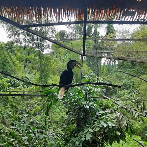 wreathed hornbill (rhyticeros undulatus)