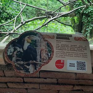 wreathed hornbill (rhyticeros undulatus) singnage - 1