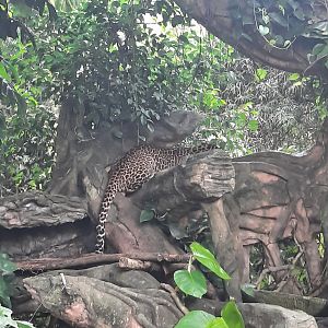 javan leopard (panthera pardus melas)