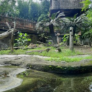 komodo dragon (varanus komodoensis) exhibit