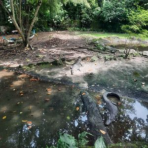 safari journey - estuarine crocodile (crocodylus porosus)