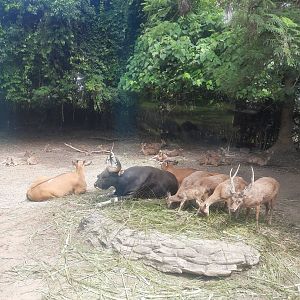 safari journey - banteng (bos javanicus) & javan rusa (rusa timorensis)