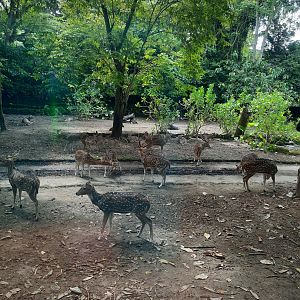 safari journey - chitals (axis axis)