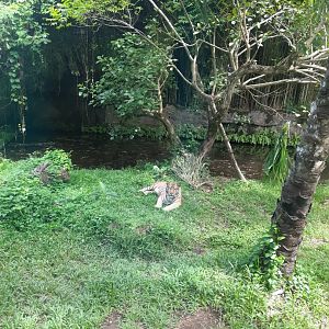 safari journey - sumatran tiger (panthera tigris sumatrae) - 1