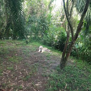safari journey - sumatran tiger (panthera tigris sumatrae) - 2