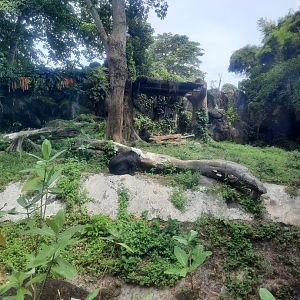 safari journey - himalayan black bear (ursus thibetanus laginer) exhibit