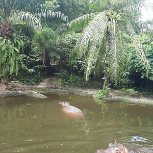 safari journey - nile hippopotamus (hippopotamus amphibius) exhibit