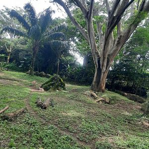 safari journey - striped hyena (hyaena hyaena) exhibit