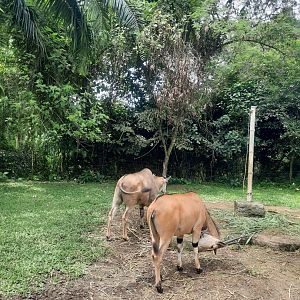 safari journey - common eland (taurotragus oryx)