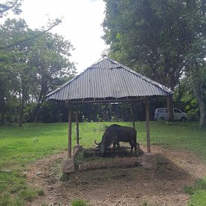 safari journey - blue wildebeest (connochaetes taurinus)