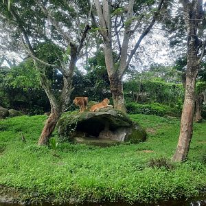 safari journey - african lion (panthera leo) - 1