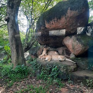 safari journey - african lion (panthera leo) - 2