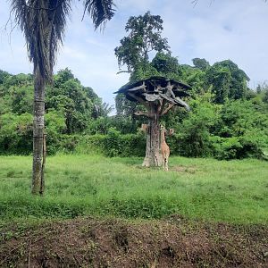 safari journey - reticulated girrafe (giraffa camelopardalis reticulata) exhibit