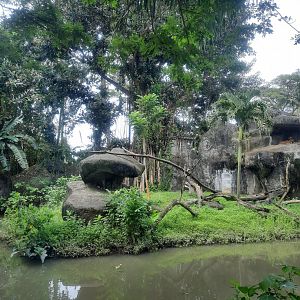 safari journey - mandrill (mandrillus sphinx) exhibit